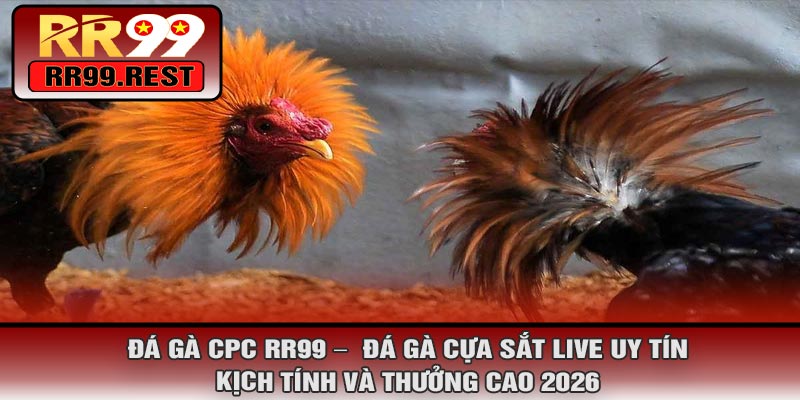 Đá Gà CPC RR99 – Đá Gà Cựa Sắt Live Uy Tín, Kịch Tính Và Thưởng Cao 2026